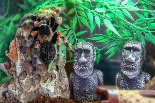 Spider sits on a stone near statuettes.