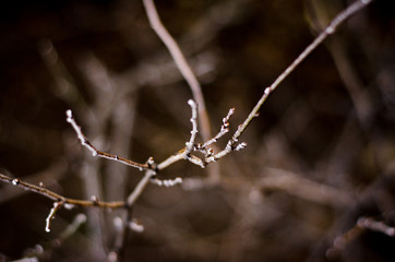branch of tree in winter