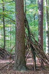 Behaussungen im Waldkindergarten