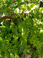green leaves of a tree