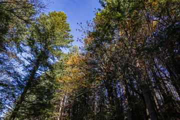 the tops of the trees in fall forest
