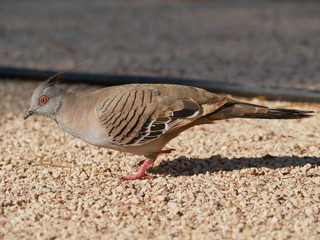 Australian Crested pigeon with red eyes walking on the grouond in Western Australia, Australia