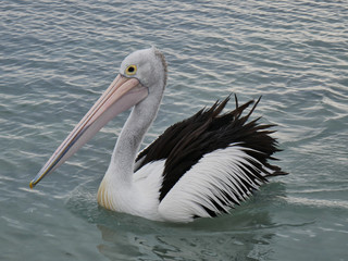 Fototapeta na wymiar Pelican swimming on the water on an Australian Beach