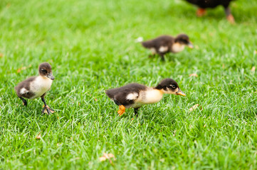 Small baby ducks walk at green grass