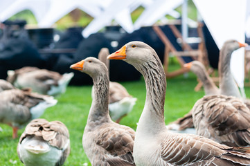 Fototapeta premium Flock of walking home park geese ducks