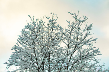 A low angle view of a leafless tree after a heavy snowstorm with snow covered branches, pale blue sky with clouds and cold hues are seen in background