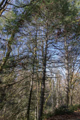 late fall forest on a bright sunny day