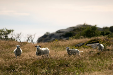 herd of sheep in a field on a mountain pasture.