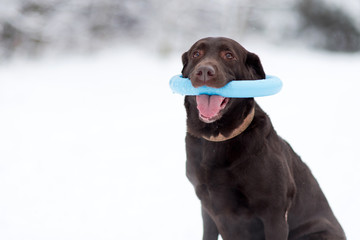 A brown labrador holds a toy in his teeth on a winter day
