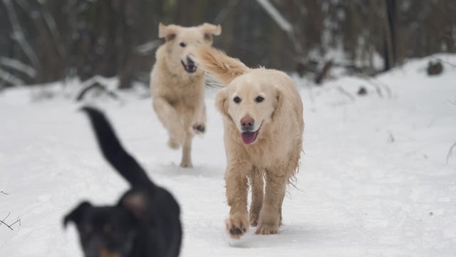 Three dogs run along a path in the winter forest.