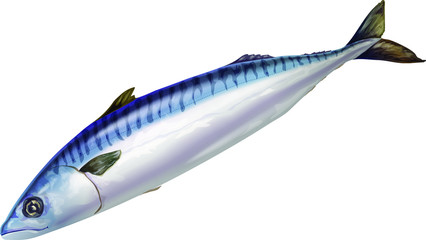 Sea fish mackerel on a white background. Vector image.