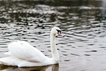white swan on a outdoor pond