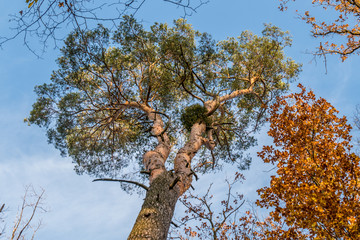 Mistel auf kiefer im Herbst