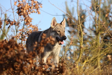 Czechoslovakian wolf dogs in the wild. Tschechoslowakische Wolfhunde von den Ruhrpottwölfen