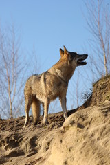 Czechoslovakian wolf dogs in the wild. Tschechoslowakische Wolfhunde von den Ruhrpottwölfen