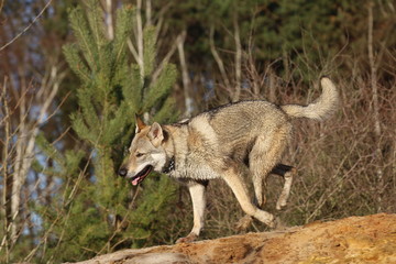 Czechoslovakian wolf dogs in the wild. Tschechoslowakische Wolfhunde von den Ruhrpottwölfen