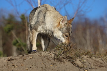 Naklejka premium Czechoslovakian wolf dogs in the wild. Tschechoslowakische Wolfhunde von den Ruhrpottwölfen