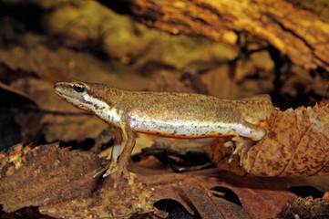 Egg deposition of a Newt / Eiablage eines Molches / Palmate newt / Fadenmolch (Lissotriton...