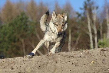 Fototapeta premium Czechoslovakian wolf dogs in the wild. Tschechoslowakische Wolfhunde von den Ruhrpottwölfen