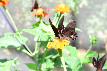  Butterfly Heraclides anchisiades (Esper 1788) Medellin Colombia