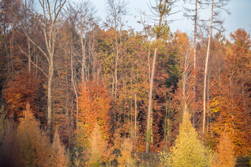 Fototapeta premium Herbstwald