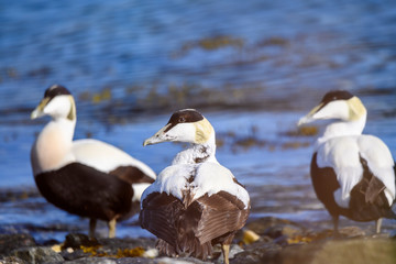 Fototapeta na wymiar Common eider duck - Somateria mollissima - Cuddy's duck - St. Cuthbert's duck. Edredon - the biggest sea duck.