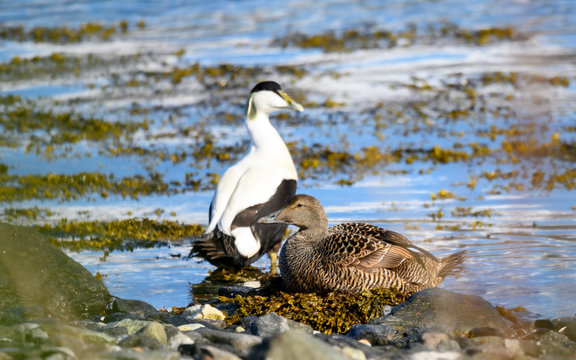 Common eider duck - Somateria mollissima - Cuddy's duck - St. Cuthbert's duck. Edredon - the biggest sea duck.