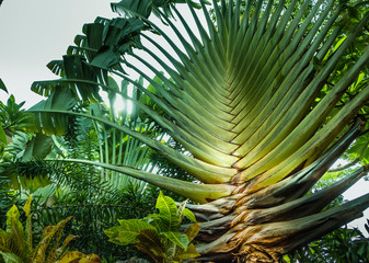 Two traveller's palms with fan like leaves in rainforest, one is very big and powerfull at the...