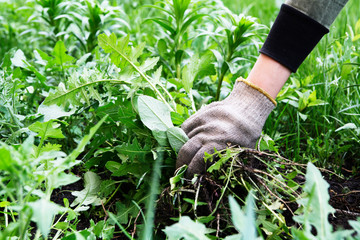 Gardener's hand in a glove with torn weeds. Weed control. Spring preparation of land in the garden