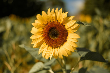 Fototapeta premium Florida Close-Up Sunflower 