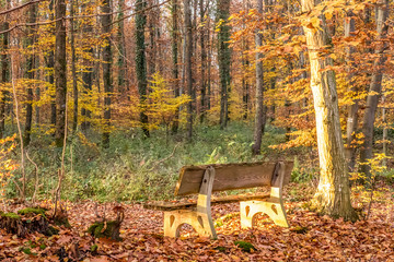 Sitzbnk im herbstlichen Wald