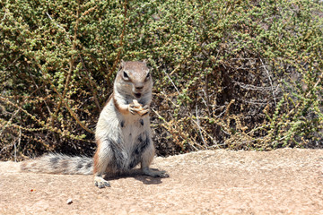 Berber squirrel in a desert area of the island of Fuerteventura while it feeds. Canary islands, Spain