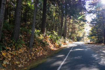 Obraz premium the road going through the fall forest