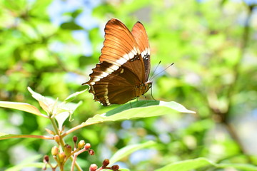  Siproeta epaphus butterfly (Latreille 1811) Medellin Colombia