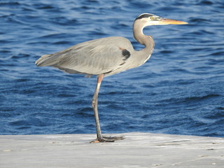 Garza Real en pose sobre una plataforma en el mar