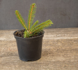 A young fir tree in the pot. How to grow fir tree concept