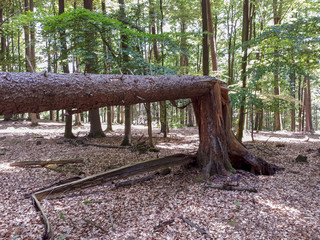 Broken tree in the forest after storm in Bavaria, Germany