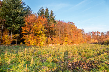 Wiederaufforstung im Mischwald