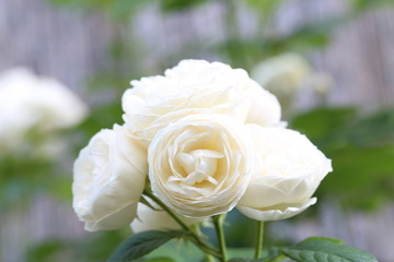 Weisse Rosen