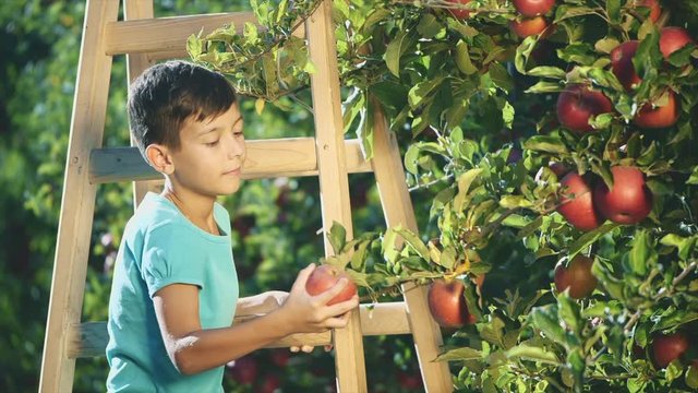 Adorable boy is picking apple fruits from apple tree. Copy space. Boy is showing his thumb up. Slowmo. Slow motion. 4K.