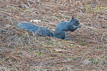 squirrel in Yosemite - USA