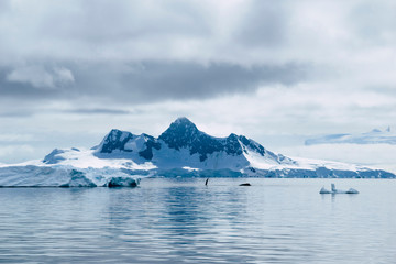 Icebergs and ocean. Peculiar landscape of the Antarctica landscape