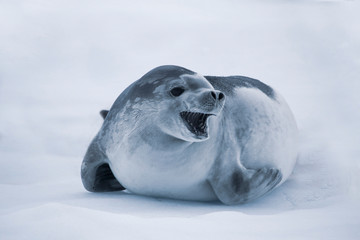 Leopard seal resting on the iceberg in Antarctica