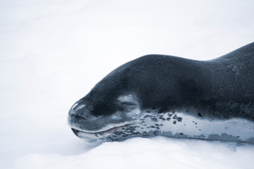 Leopard seal resting on the iceberg in Antarctica