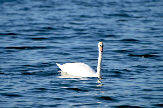 White swan swimming in the river, photo