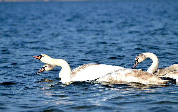 Family of swans swimming in the river, photo,love