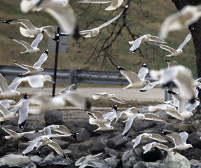 Ring Billed Gulls Fishing Near a Dam