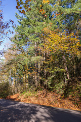 Fototapeta premium late fall forest at the edge of the road