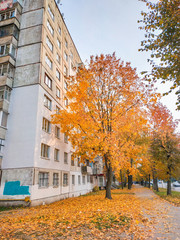 Orange tree in front of apartment building