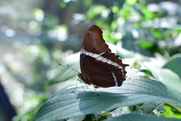 Butterfly Battus polydamas (Linnaeus 1758) Medellin Colombia